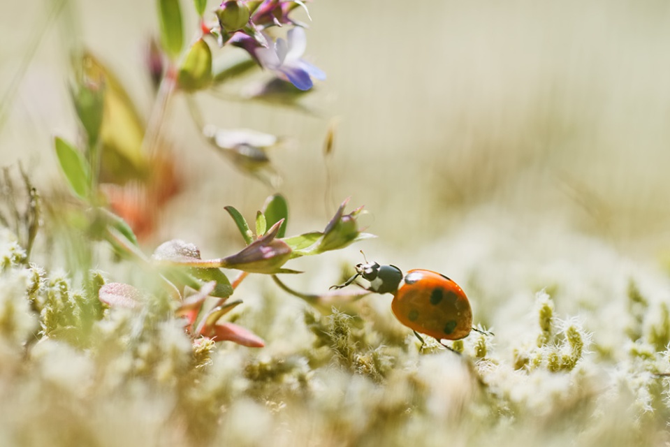 ladybug, Pender Island B.C.